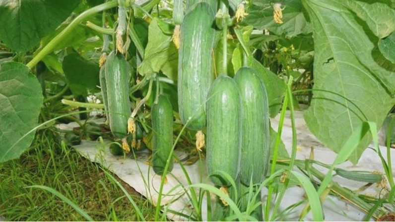 Cây dưa leo sau khi trồng khoảng 60 - 80 ngày sẽ cho thu hoạch