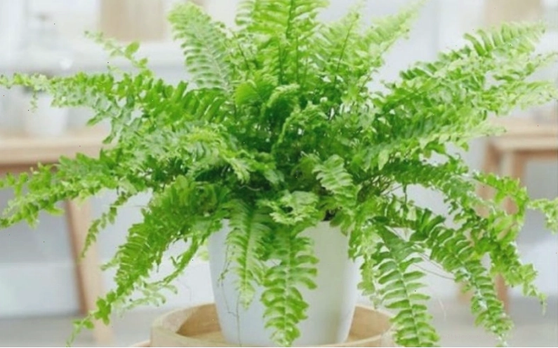Cây dương xỉ có lá xanh mướt, phù hợp không gian thoáng đãng