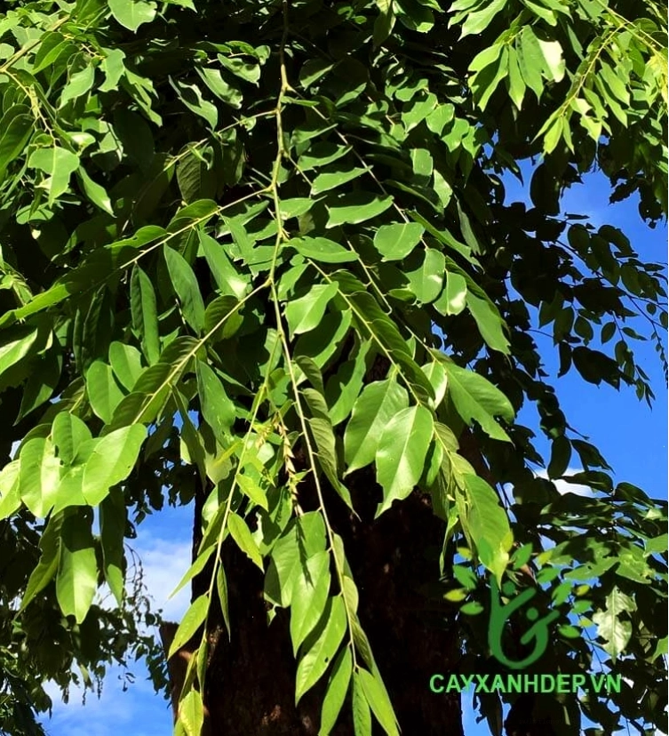 Cây Giáng Hương Rừng với vẻ đẹp cổ thụ