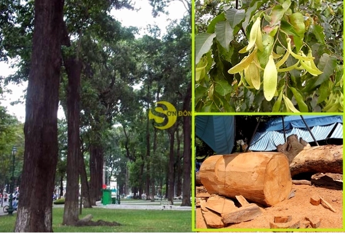 Cây gỗ sao đỏ trong không gian xanh mát