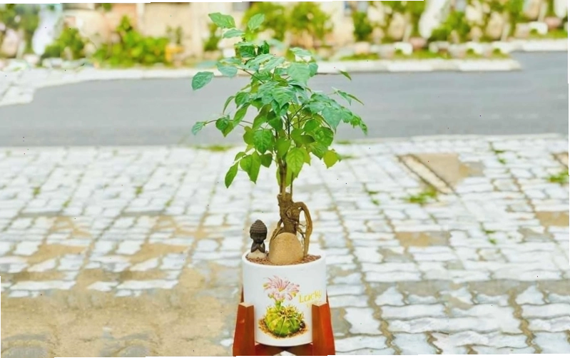 Cây hạnh phúc có thể tìm mua dễ dàng với giá rẻ