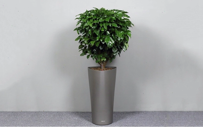 Cây hạnh phúc là loài cây đa công dụng, mang lại nhiều lợi ích