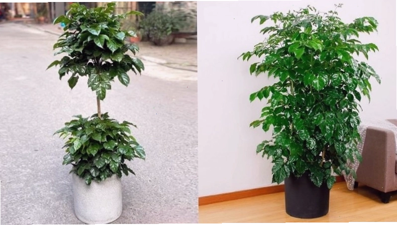 Cây hạnh phúc trong chậu cao phù hợp nhiều vị trí