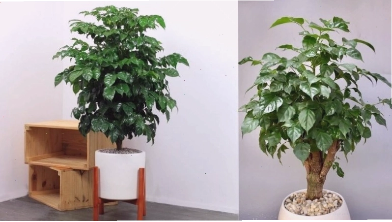 Cây hạnh phúc trong chậu làm không gian sống thêm tươi mát