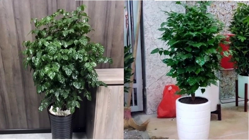 Cây hạnh phúc trong chậu trắng hoặc đen đều đẹp