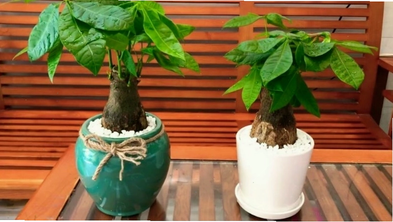 Cây hạnh phúc trong chậu tròn được ưa chuộng