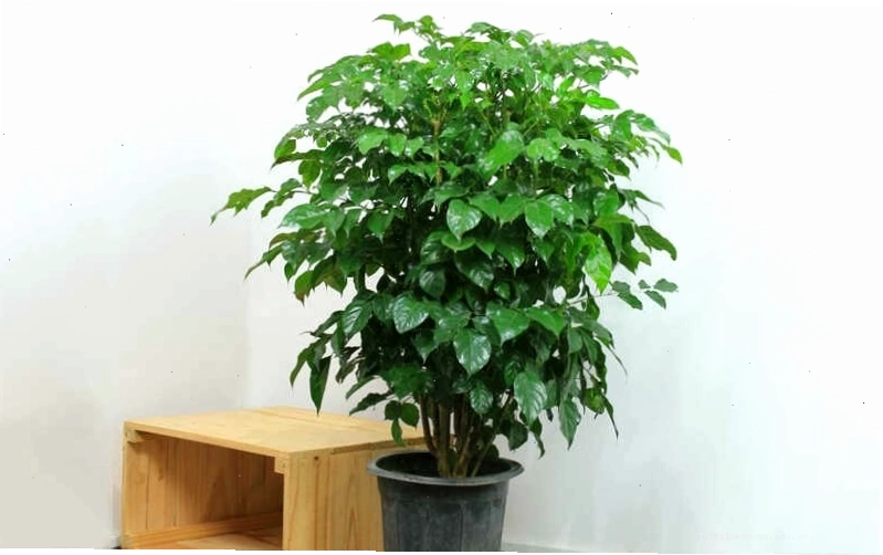 Cây hạnh phúc trồng trong nhà có dáng thấp hơn và ít ra hoa