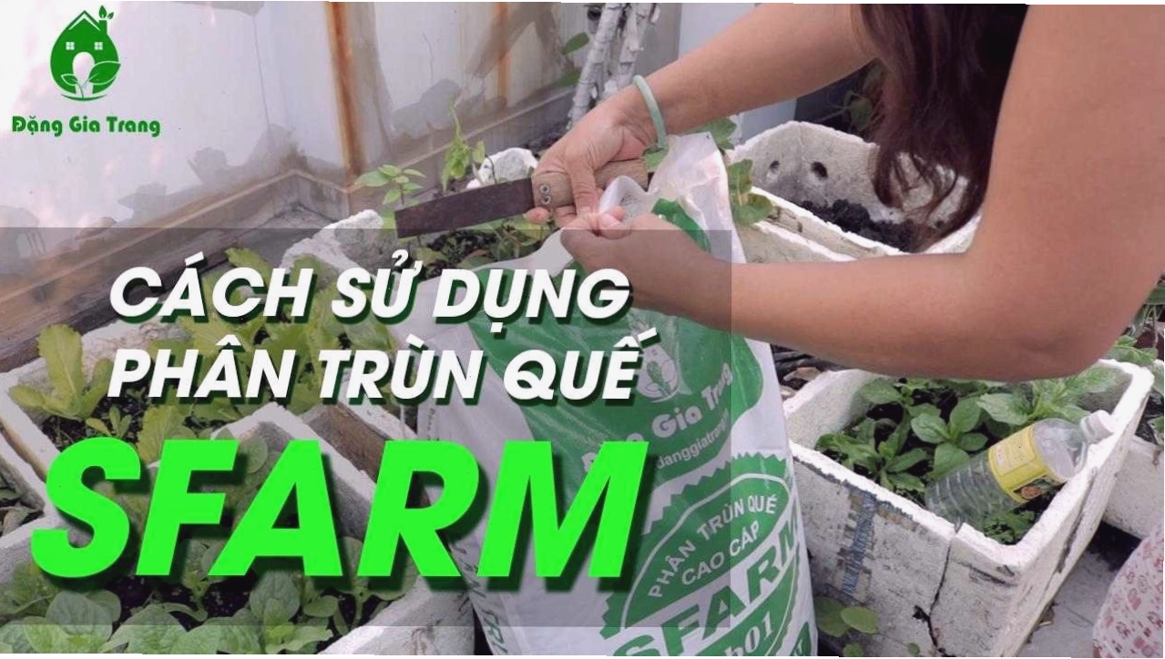 Cây hành tây thủy canh phát triển tốt