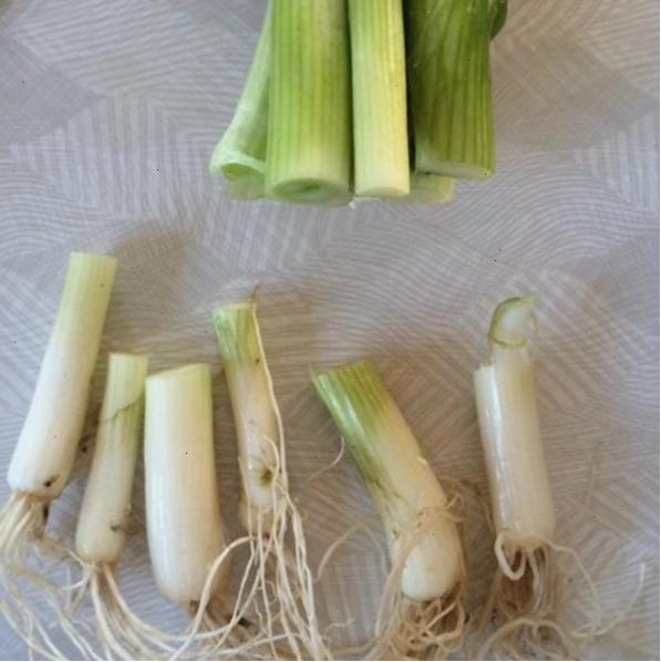 Cây hành thủy canh đặt ở vị trí có ánh sáng tốt