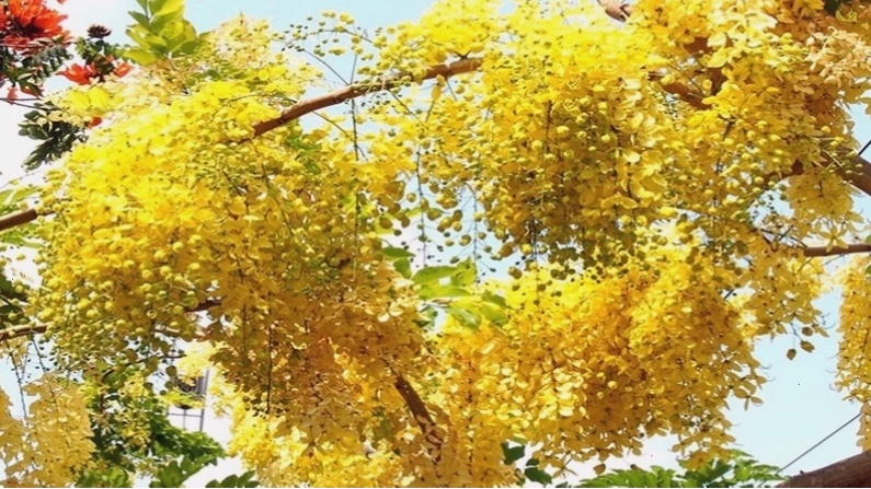 Cây hoa bò cạp vàng nở rộ dưới ánh nắng