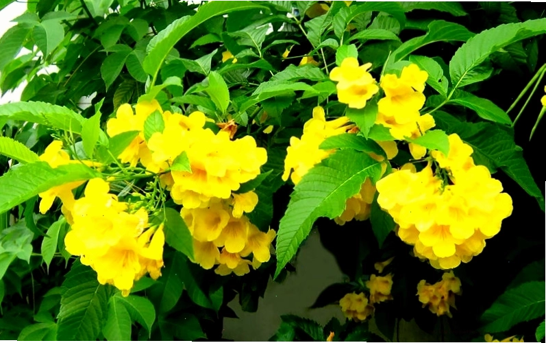 Cây hoa chuông vàng đặt ở vị trí phong thủy tốt trong nhà