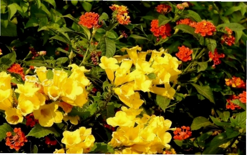 Cây hoa chuông vàng rực rỡ khoe sắc dưới ánh nắng