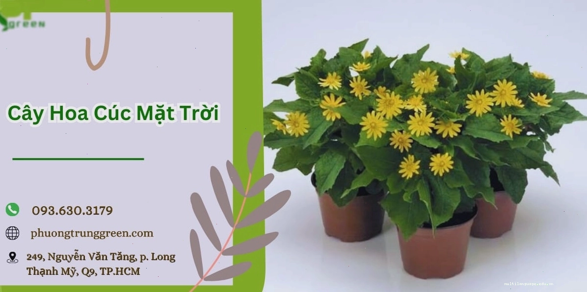 Cây hoa cúc mặt trời vàng rực rỡ