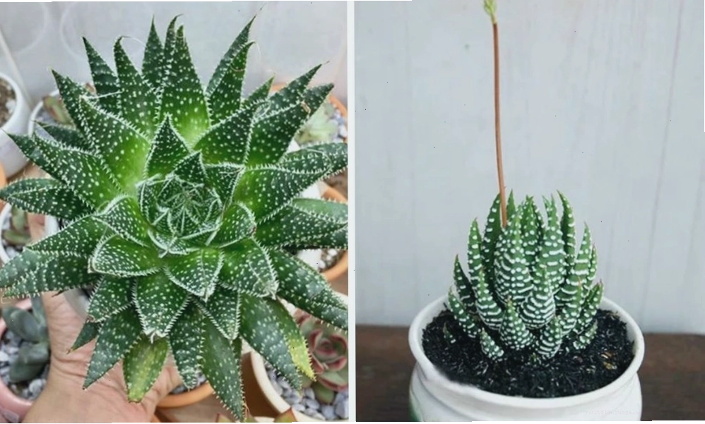 Cây hoa đá đang nở hoa rực rỡ