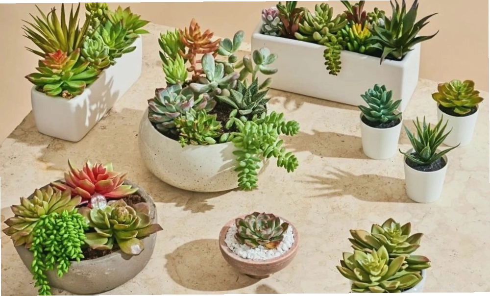 Cây hoa đá nhận đủ ánh sáng, lá xanh tươi mọng nước