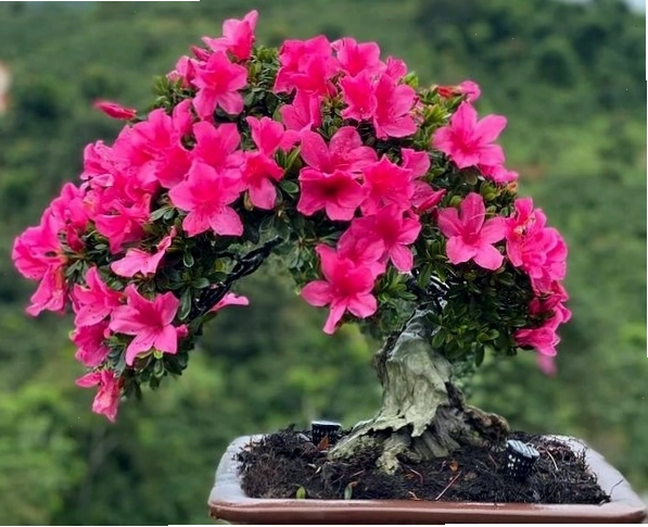Cây hoa đỗ quyên có độc tố, cần cẩn trọng khi đặt trong nhà