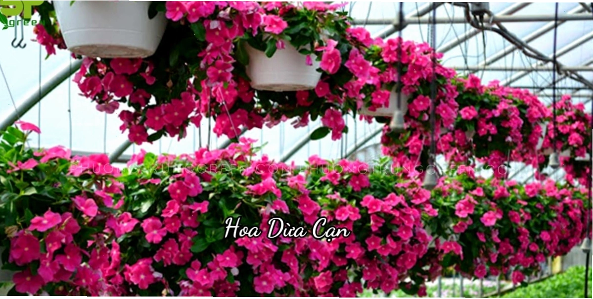 Cây hoa dừa cạn với nhiều màu sắc rực rỡ