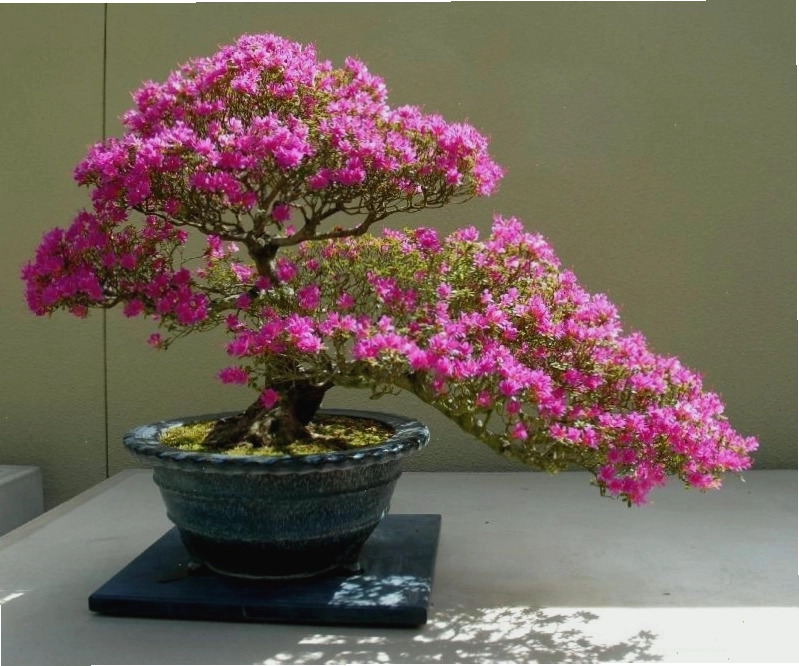Cây hoa giấy dáng bonsai với cành lá sum suê, tạo hình nghệ thuật