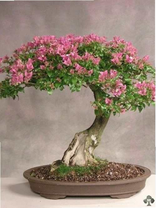 Cây hoa giấy dáng đẹp, màu sắc rực rỡ