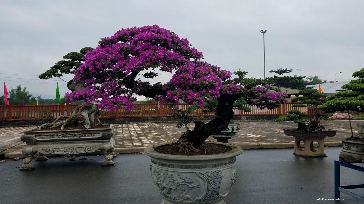 Cây Hoa giấy đẹp với nhiều chùm hoa rực rỡ