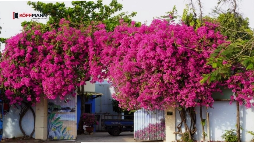 Cây Hoa giấy rực rỡ trước nhà