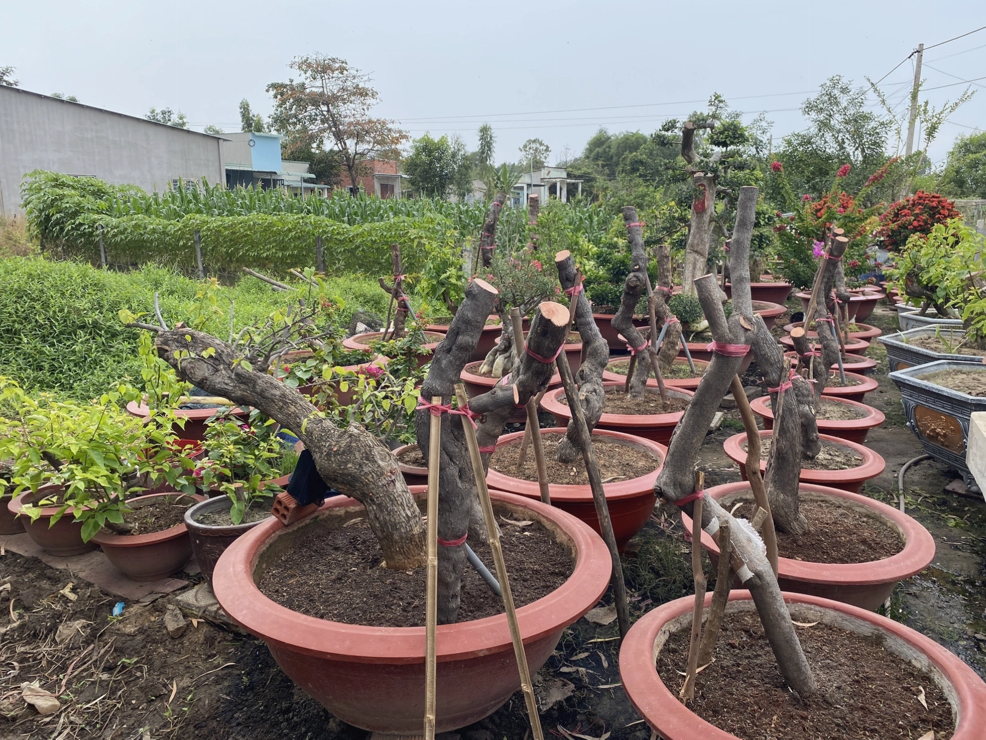 Cây hoa giấy tuyệt đẹp bị kẻ gian cưa