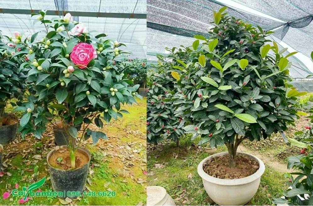 Cây Hoa Hải Đường trồng chậu đặt dưới giếng trời