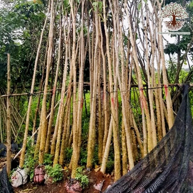 Cây Hoa Kèn Hồng tạo cảnh quan thơ mộng
