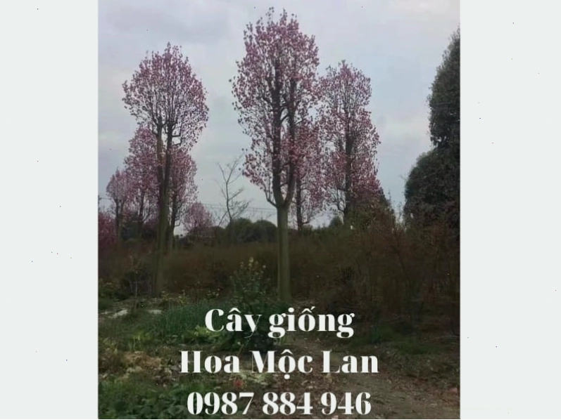 Cây hoa Mộc Lan con trong chậu, sẵn sàng để trồng