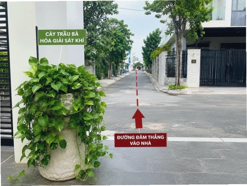 Cây hoa mua góp phần giảm sát khí theo quan niệm phong thủy.