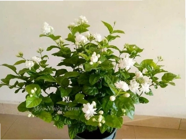 Cây hoa nhài ta được cắt tỉa gọn gàng