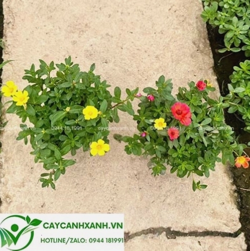 Cây Hoa Sam (8 giờ)