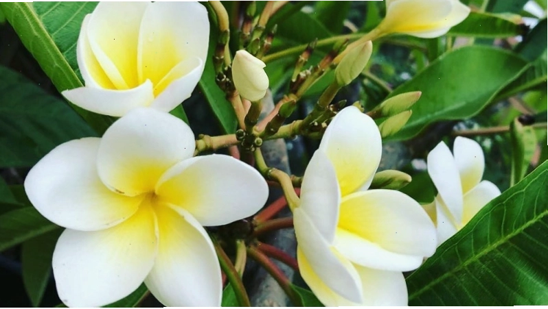 Cây hoa sứ dùng để trang trí và bào chế thuốc