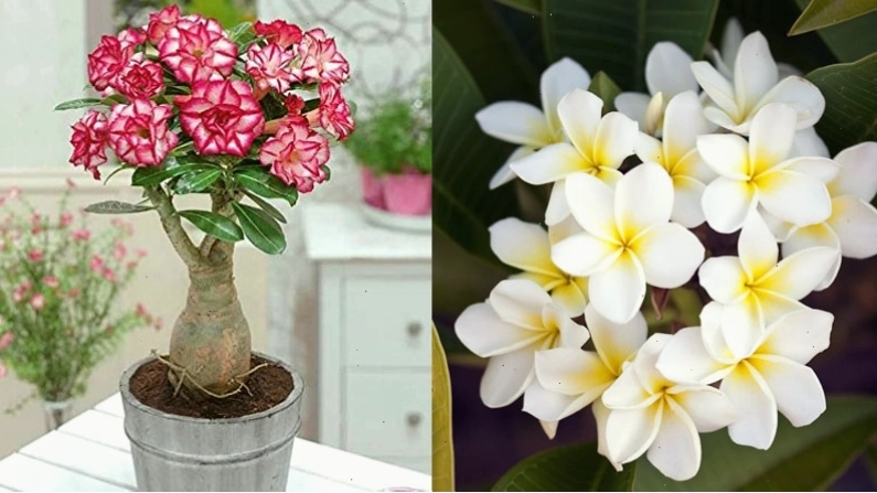 Cây hoa sứ với bộ rễ to và cánh hoa hình phễu đặc trưng