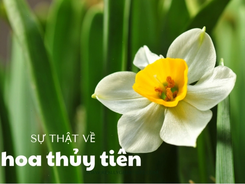 Cây hoa thủy tiên xanh đang phát triển tươi tốt
