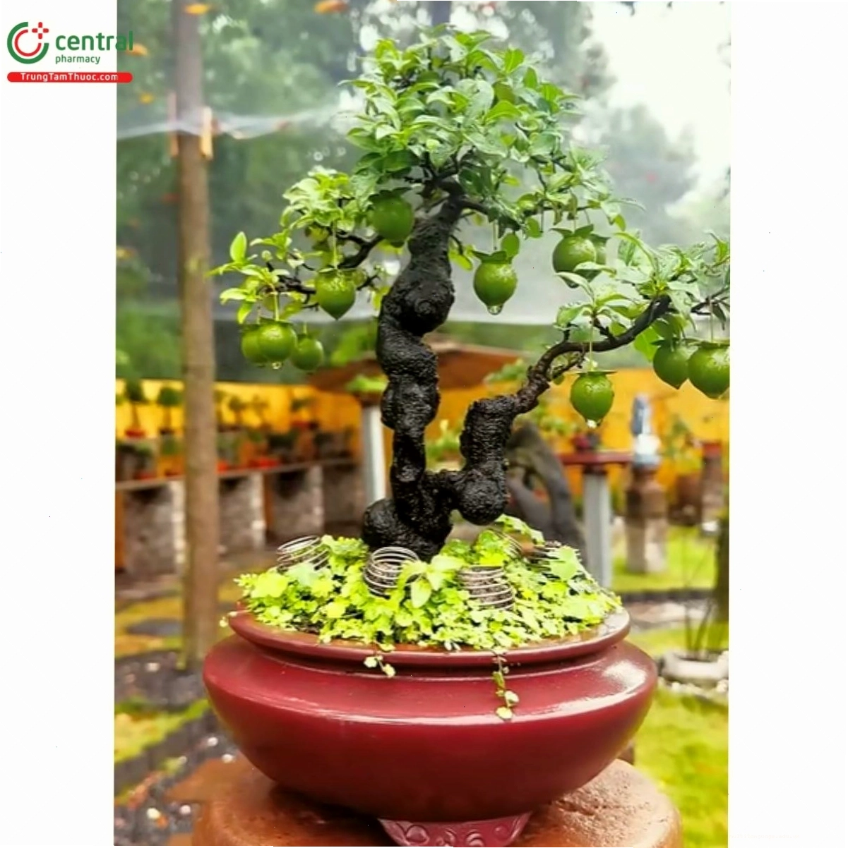 Cây hồng cẩm thạch bonsai với dáng thế ấn tượng