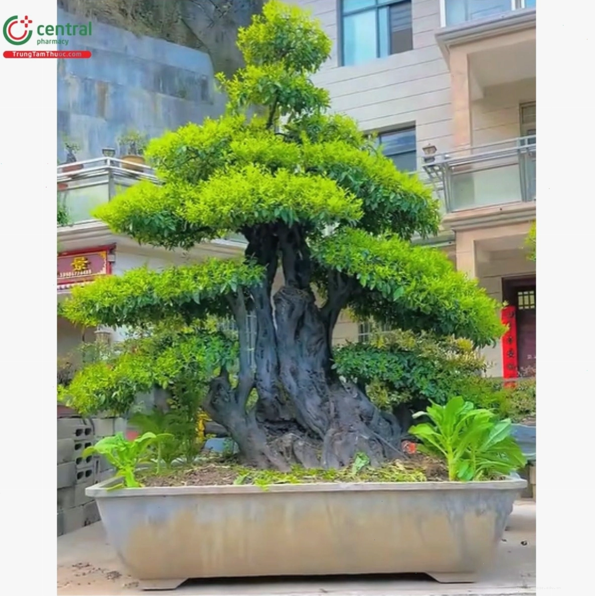 Cây hồng cẩm thạch dáng đẹp ấn tượng