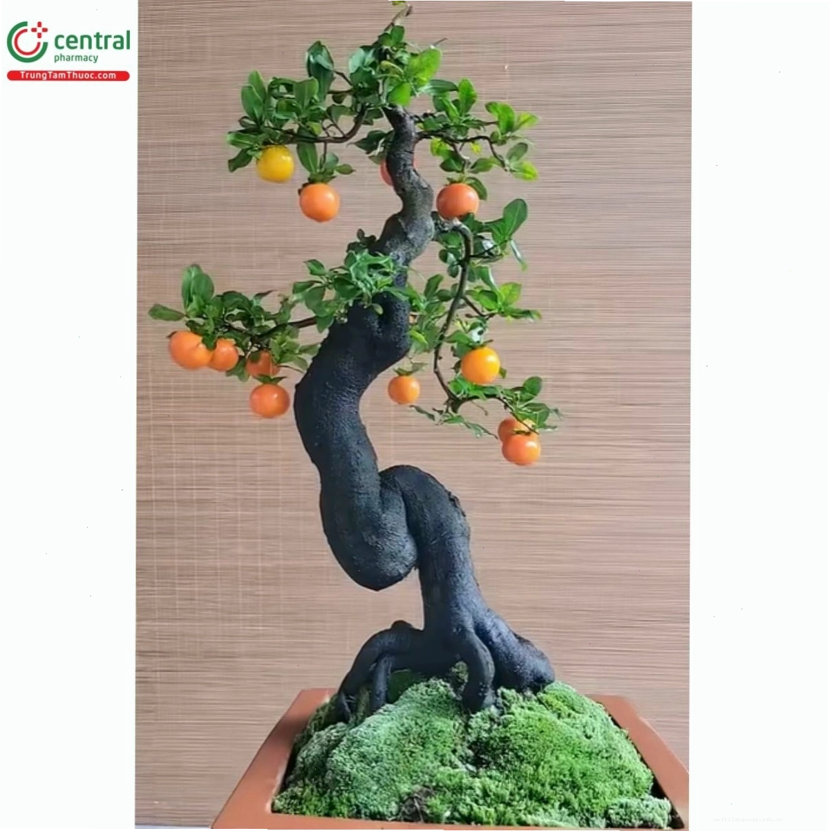Cây hồng cẩm thạch dáng đẹp với quả chín