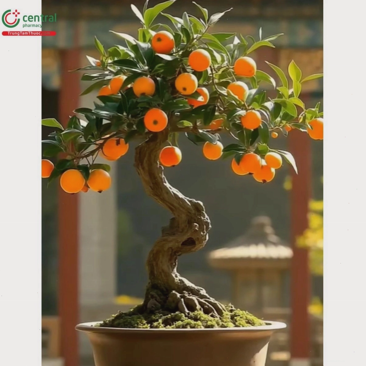 Cây hồng cẩm thạch với những chùm quả đỏ tươi