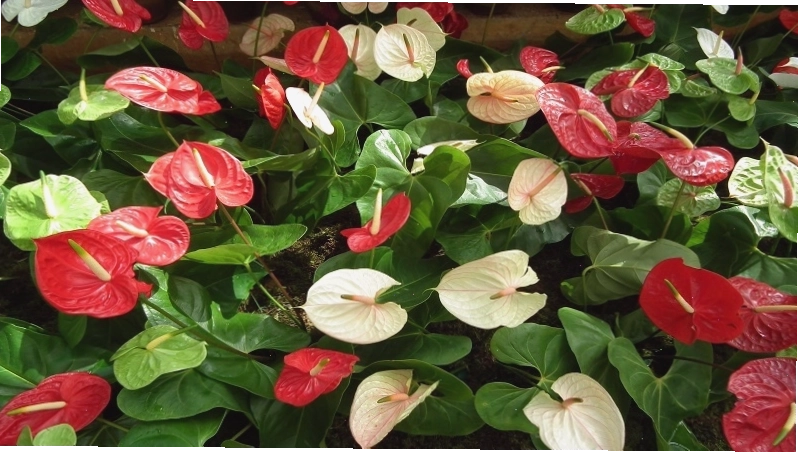 Cây hồng môn với hoa hình trái tim màu đỏ rực rỡ