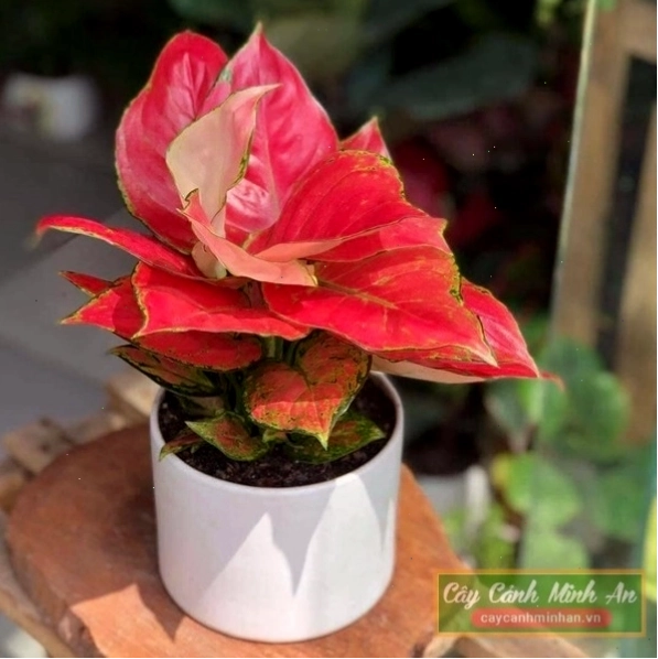 Cây hồng phát lộc để bàn