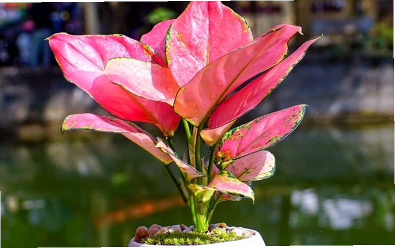 Cây hồng phát lộc với viền lá màu hồng đỏ