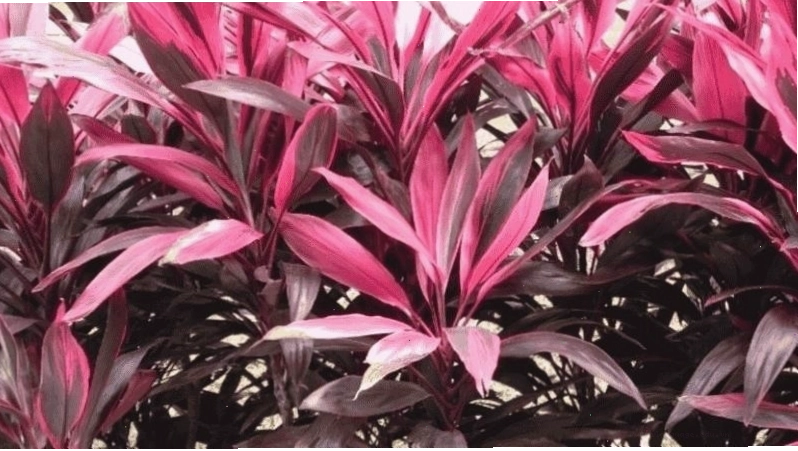 Cây huyết dụ có tên khoa học là Cordyline fruticosa, thuộc họ Huyết dụ