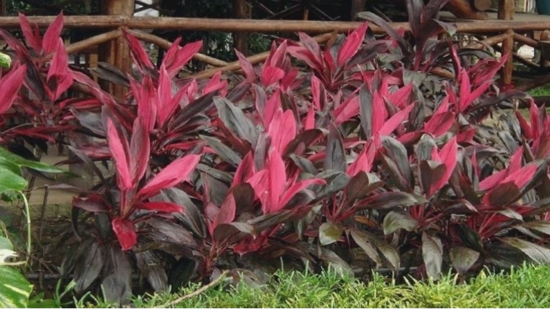 Cây huyết dụ với lá đỏ mượt mà