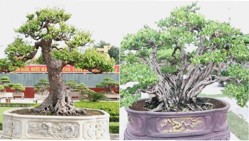 Cây khế bonsai tô điểm thêm cho không gian sống