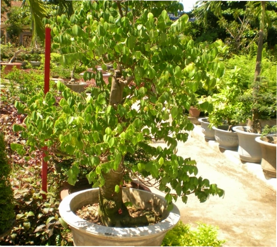 Cây Khế Cảnh Bonsai được chăm sóc kỹ lưỡng, phát triển khỏe mạnh