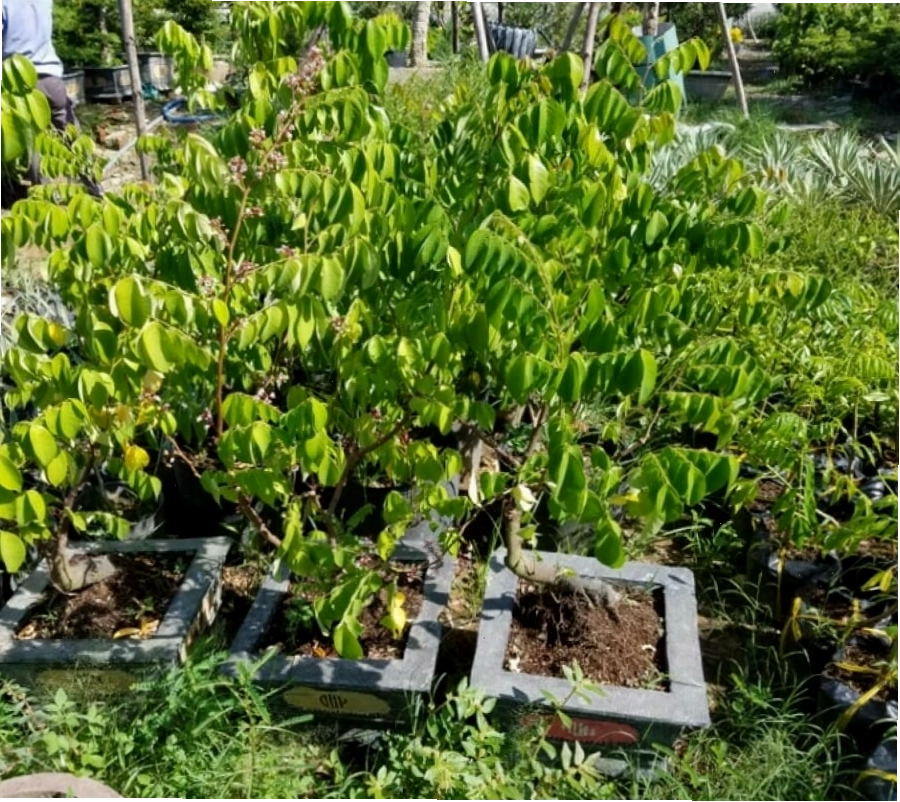 Cây Khế Cảnh Bonsai nhìn từ góc độ khác, khoe vẻ đẹp cổ thụ