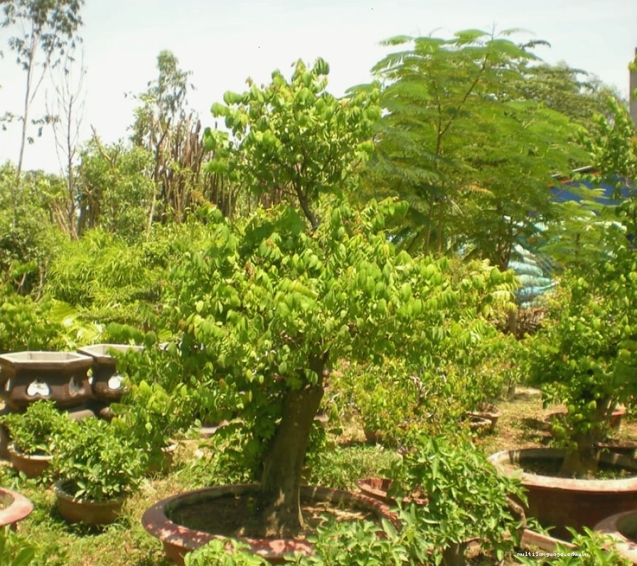 Cây Khế Cảnh Bonsai với dáng vẻ độc đáo, ấn tượng