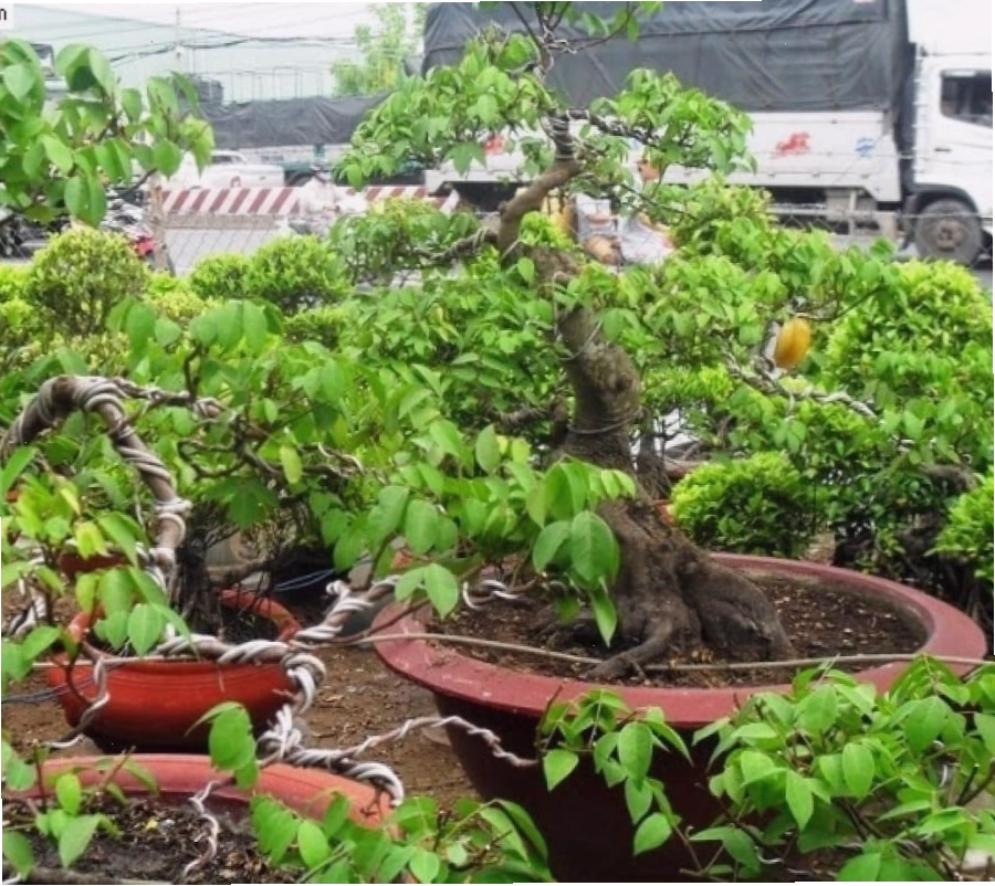 Cây Khế Cảnh Bonsai với tán lá sum suê, quả nhỏ xinh