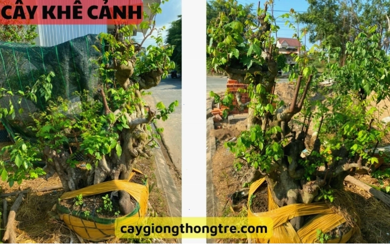 Cây khế cảnh bonsai với thân cây xoắn, tạo hình ấn tượng
